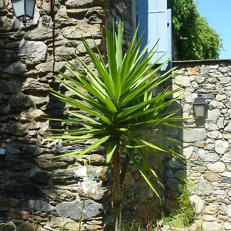 L'Olettese Oletta (Corsica)
