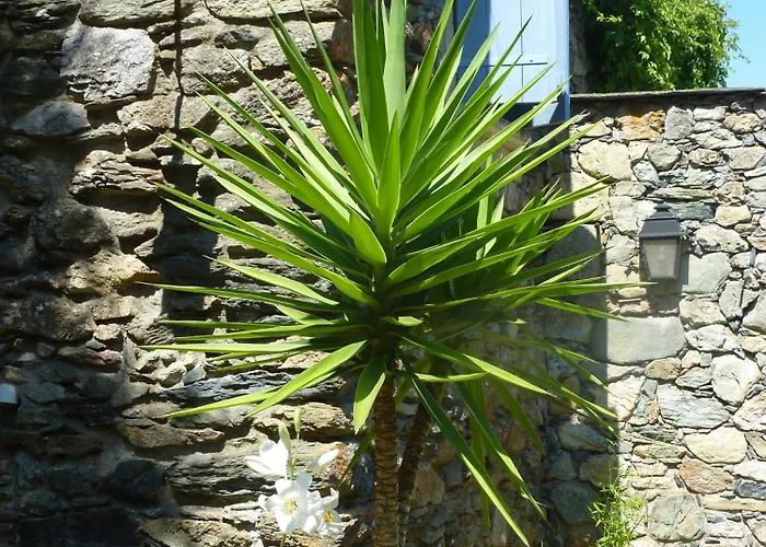 L'olettese Oletta (Corsica)